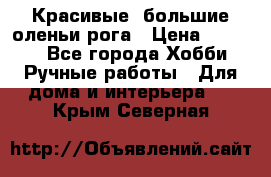 Красивые  большие оленьи рога › Цена ­ 3 000 - Все города Хобби. Ручные работы » Для дома и интерьера   . Крым,Северная